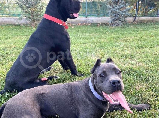 Cane Corso Yavrulari Mama Ve Malzeme Kampanyali görsel