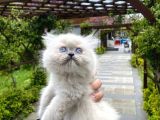 British Longhair Bluepoint Dişi Yavru
