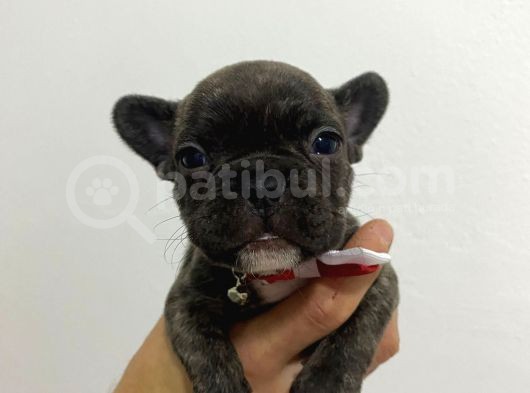 50 Günlük French Buldog görsel