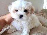 Xs Maltese Bebekler
