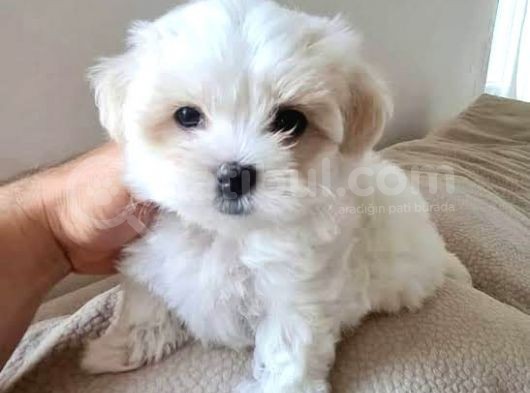 Xs Maltese Bebekler görsel