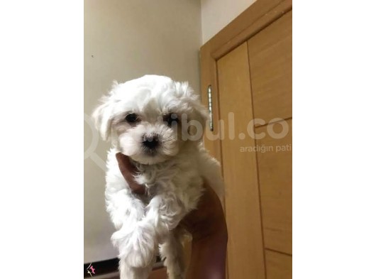 Xs Maltese Bebekler görsel