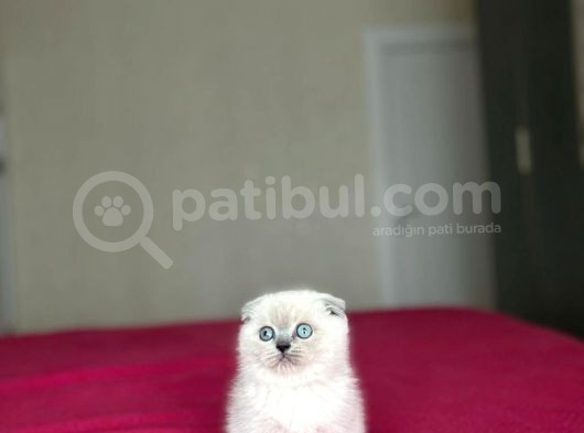 Emsalsi̇z Güzelli̇kte Scotti̇sh Fold Yavrularimiz görsel