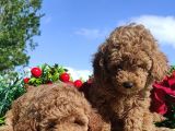 Ki̇vi̇rci̇k Poodleler Burada