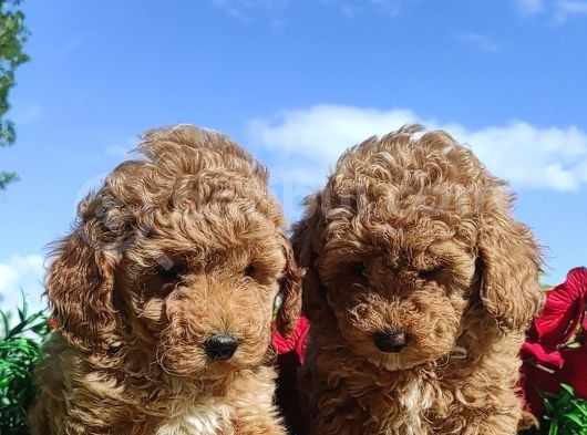 Ki̇vi̇rci̇k Poodleler Burada görsel