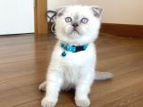 Scottish Fold Blue Point Yavru