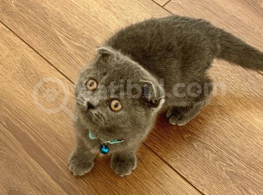 Scottish Fold Gri Yavru