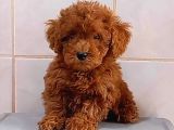 Tooy poodle cinsi yavrular DİŞİ erkek mevcuttur 