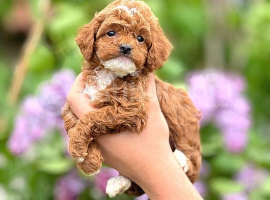 Sevimli Maltipoo Yavrular Şehirdışı Gönderilir görsel