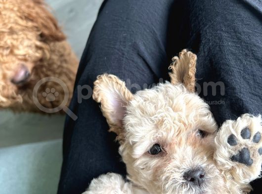 A Kalite Biblo Maltipoo görsel
