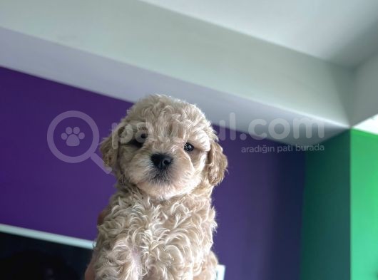 A Kalite Biblo Maltipoo