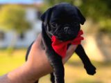Gül Kuyruk Orijinal Pug Mobs Yavrular Şehird Gönd