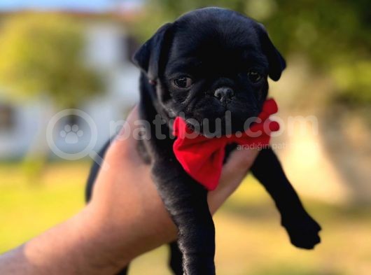 Gül Kuyruk Orijinal Pug Mobs Yavrular Şehird Gönd görsel