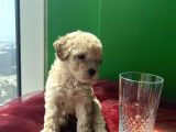 A Kalite Biblo Maltipoo