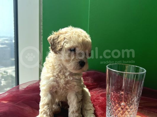 A Kalite Biblo Maltipoo görsel