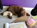 A Kalite Biblo Maltipoo