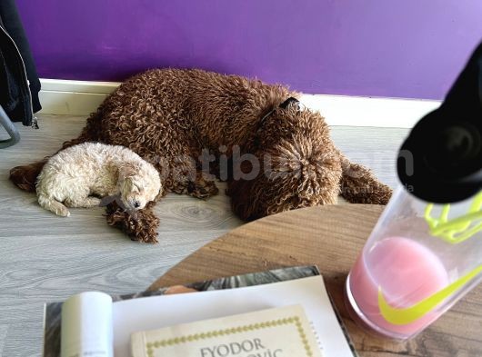 A Kalite Biblo Maltipoo görsel