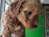 A Kalite Biblo Maltipoo