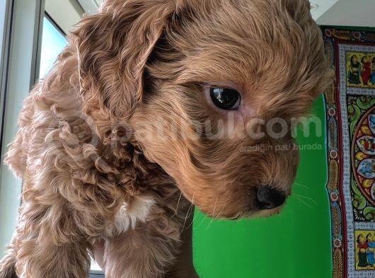 A Kalite Biblo Maltipoo görsel