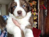 Dunyani̇n En Zeki̇ Irki Border Collie