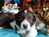 DUNYANİN EN ZEKİ IRKI BORDER COLLIE