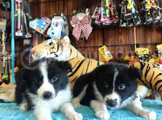 Dunyani̇n En Zeki̇ Irki Border Collie görsel