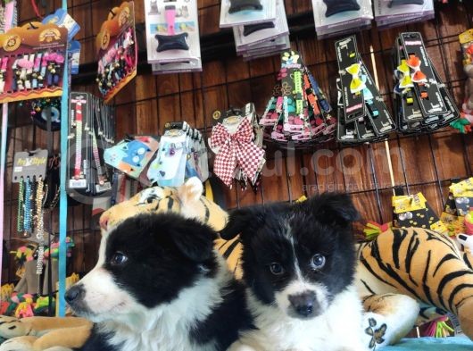 Dunyani̇n En Zeki̇ Irki Border Collie görsel