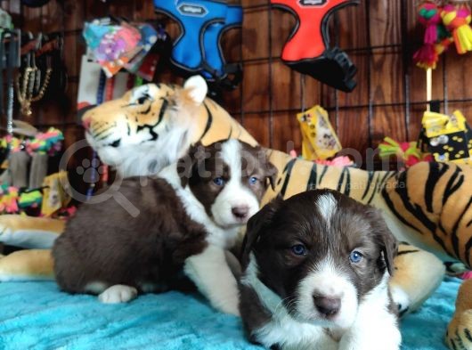 Dunyani̇n En Zeki̇ Irki Border Collie görsel