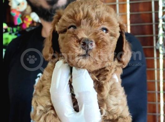 Scr Li Akıllı Ve Sevimli Toy Poodle görsel