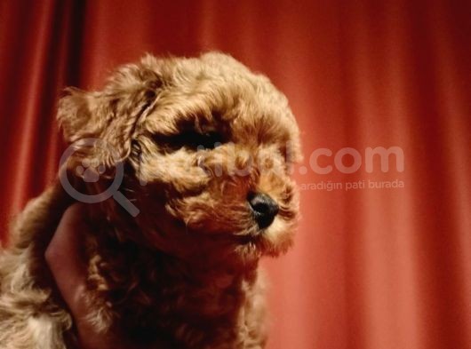 Scr Li Akıllı Ve Sevimli Toy Poodle görsel
