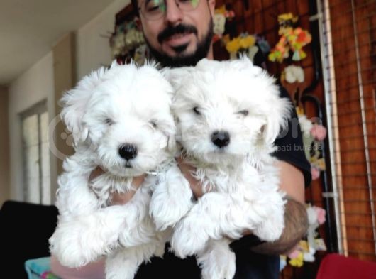Hiç Büyümeyen Bembeyaz Maltese Terrier görsel
