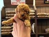 Teacup Poodle Bebekler