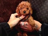 Koreni̇n Asi̇l Bebeği̇ Toy Boy Poodle Yavrular