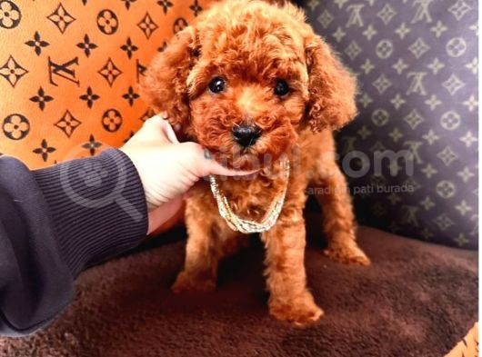 Koreni̇n Asi̇l Bebeği̇ Toy Boy Poodle Yavrular