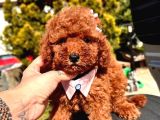 Koreni̇n Asi̇l Bebeği̇ Toy Boy Poodle Yavrular