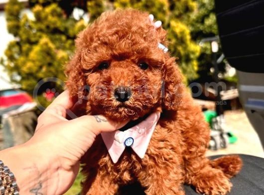 Koreni̇n Asi̇l Bebeği̇ Toy Boy Poodle Yavrular görsel