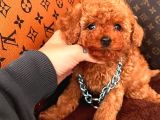 Koreni̇n Asi̇l Bebeği̇ Toy Boy Poodle Yavrular