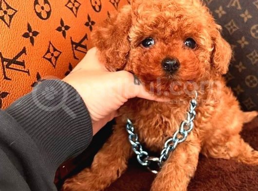 Koreni̇n Asi̇l Bebeği̇ Toy Boy Poodle Yavrular görsel