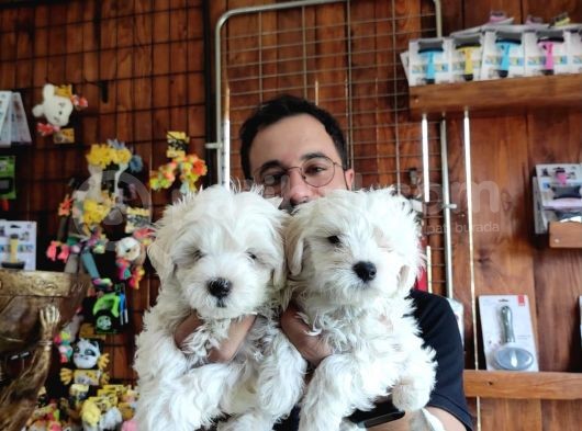 Hiç Büyümeyen Bembeyaz Maltese Terrier