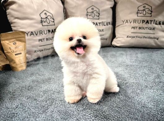 Gülen Surat Pomeranian Boo Yavrularımız görsel