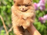 Ayı Suratlı Pomeranian Boo Yavrular Şehird Gönderilir