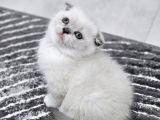 Bu Kalitede Başka Yerde Yok   Scottish Fold British Yvrlr