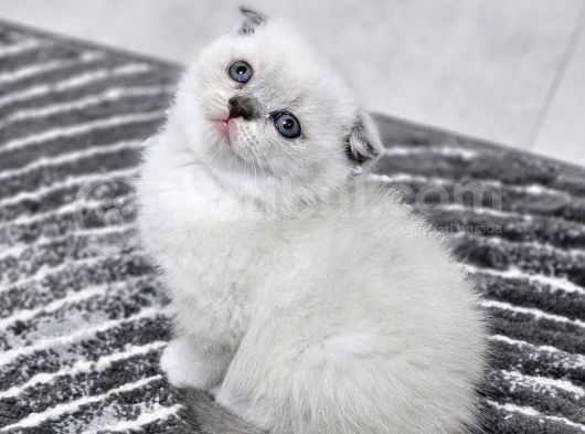 Bu Kalitede Başka Yerde Yok   Scottish Fold British Yvrlr görsel
