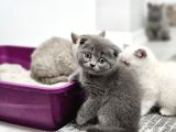 Bu Kalitede Başka Yerde Yok   Scottish Fold British Yvrlr