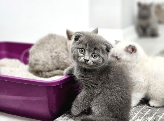Bu Kalitede Başka Yerde Yok   Scottish Fold British Yvrlr görsel