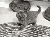 Bu Kalitede Başka Yerde Yok   Scottish Fold British Yvrlr