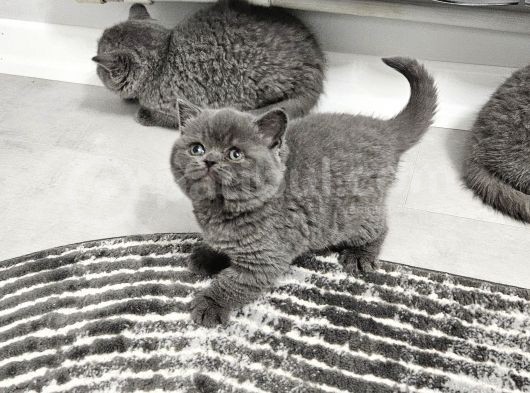Bu Kalitede Başka Yerde Yok   Scottish Fold British Yvrlr görsel