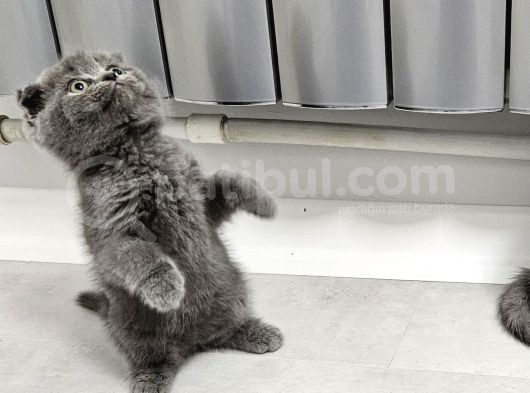 Bu Kalitede Başka Yerde Yok   Scottish Fold British Yvrlr görsel