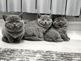Bu Kalitede Başka Yerde Yok   Scottish Fold British Yvrlr