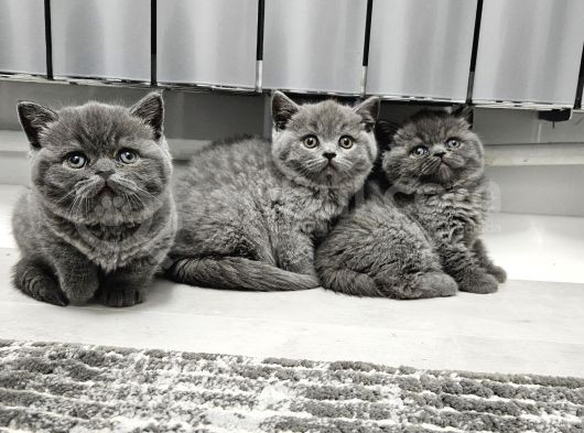Bu Kalitede Başka Yerde Yok   Scottish Fold British Yvrlr görsel